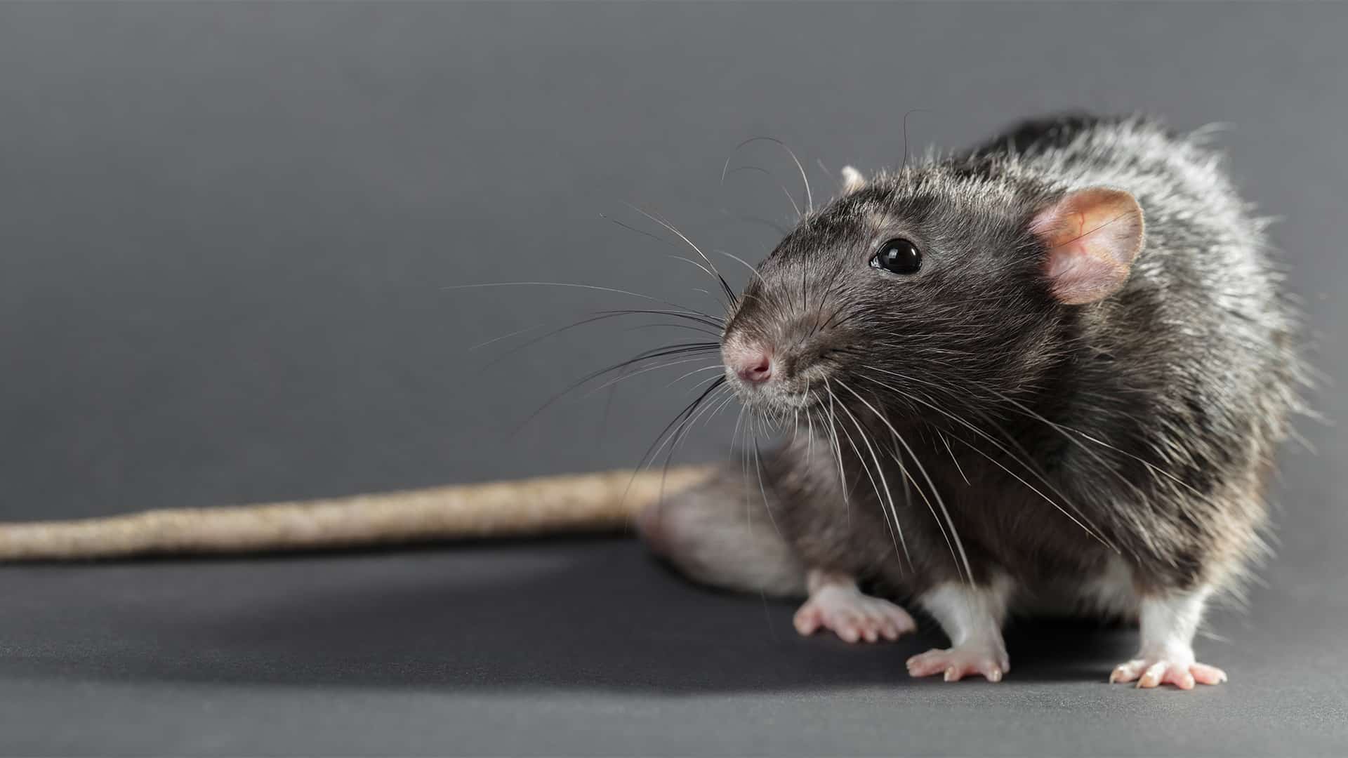 ABACUS Schädlingsbekämpfung Ratten Rattenbekämpfung